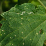 Mosca minatrice americana