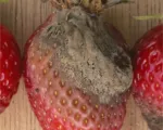 Muffa grigia