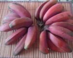 Guida alla coltivazione di Musa acuminata
