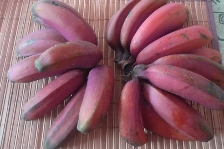 Musa acuminata