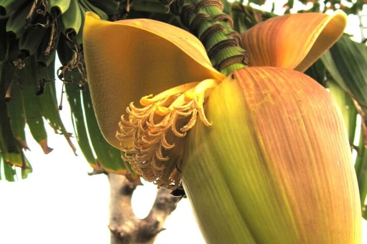 Musa basjoo