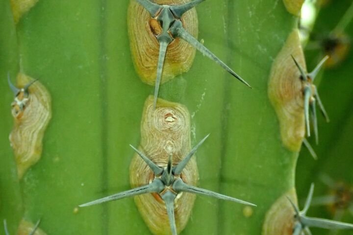 Myrtillocactus 'Cochal'