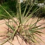 Nannorrhops ritchiana – Pflanzenfoto