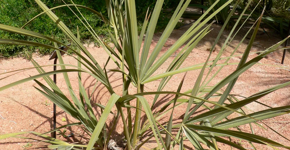 Nannorrhops ritchiana – plant photo