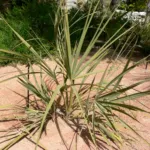 Nannorrhops ritchiana care guide (Nannorrhops ritchiana) – plant photo
