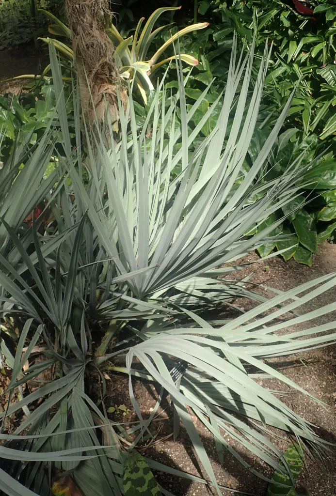 Nannorrhops ritchiana – v záhrade, fotografia rastliny