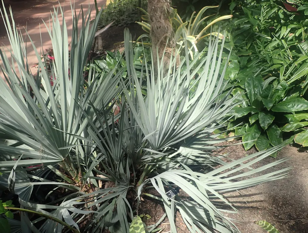 Nannorrhops ritchiana – v záhrade, fotografia rastliny