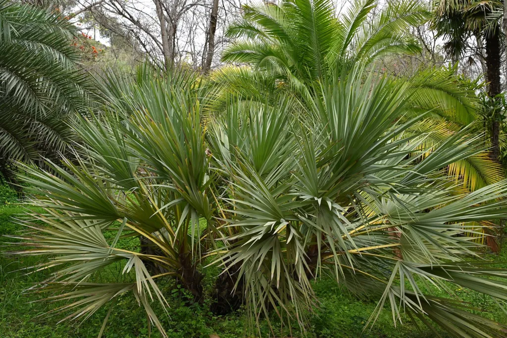 Nannorrhops ritchiana – typický vzhľad, fotografia rastliny