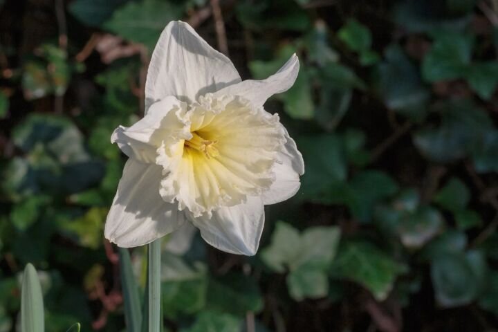 Narcissus 'Ice Follies'