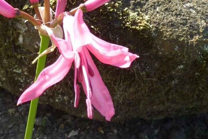 Nerine bowdenii