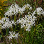 Nerine bowdenii 'Alba' – Pflanzenfoto
