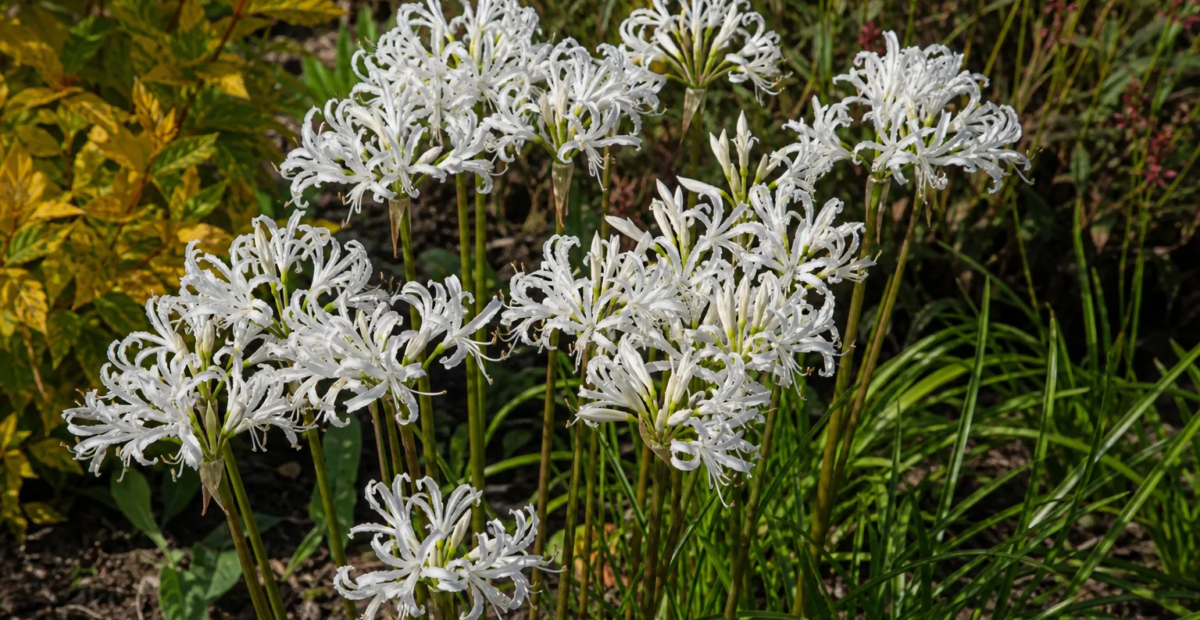 Nerine bowdenii 'Alba' – plant photo