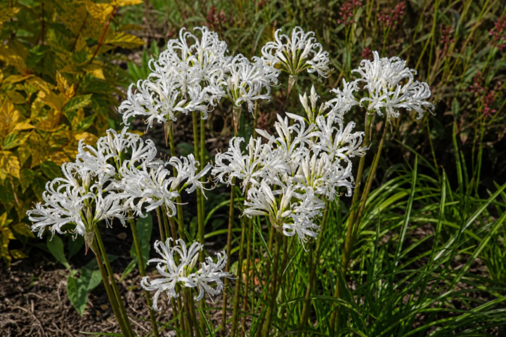 Nerine bowdenii 'Alba'