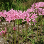 Nerine bowdenii 'Aphrodite' – fotografia rastliny