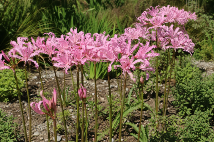 Nerine bowdenii 'Aphrodite'