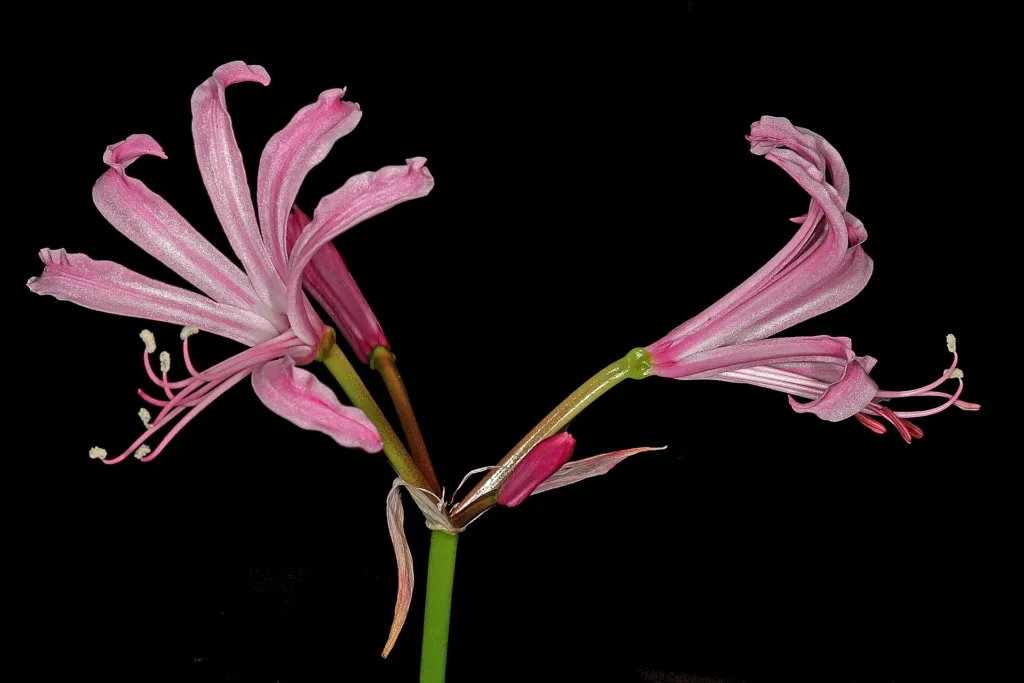 Veľkokvetá nerina (Nerine bowdenii) – kvety zblízka, fotografia rastliny