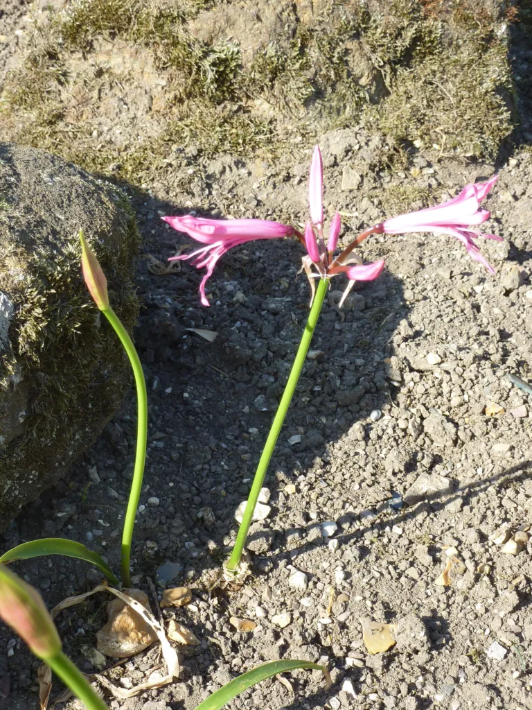 Veľkokvetá nerina (Nerine bowdenii) – typický vzhľad, fotografia rastliny
