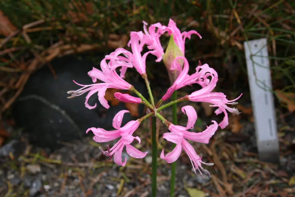 Veľkokvetá nerina (Nerine bowdenii) – kvety zblízka, fotografia rastliny