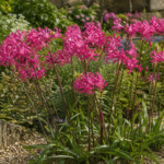 Nerine bowdenii 'Isabel' – zdjęcie rośliny