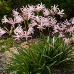 Nerine bowdenii 'Ostara' – zdjęcie rośliny