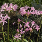 Nerine bowdenii 'Vesta' – Pflanzenfoto