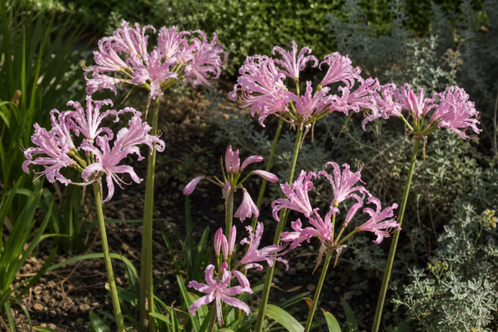 Nerine bowdenii 'Vesta'