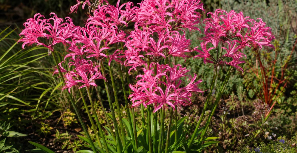 Nerine bowdenii 'Zeal Giant' – fotografia rastliny