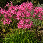 Nerine bowdenii 'Zeal Giant' – fotografia rastliny