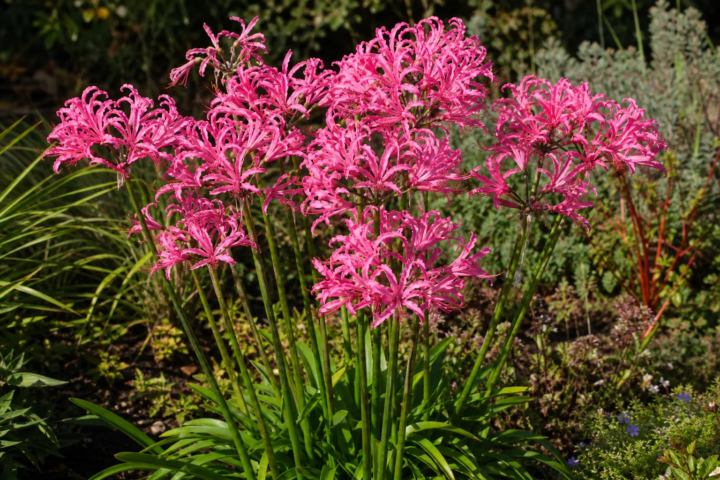 Nerine bowdenii 'Zeal Giant'