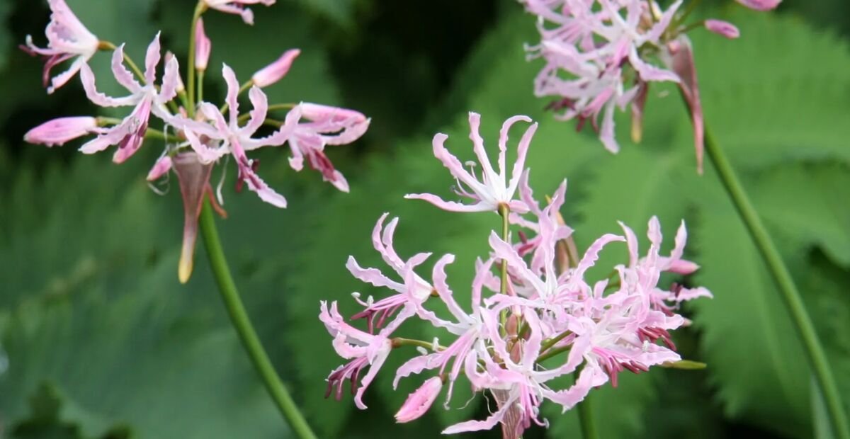 Nerine (Nerine undulata) – plant photo