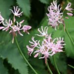 Nerine undulata – fotografia rastliny