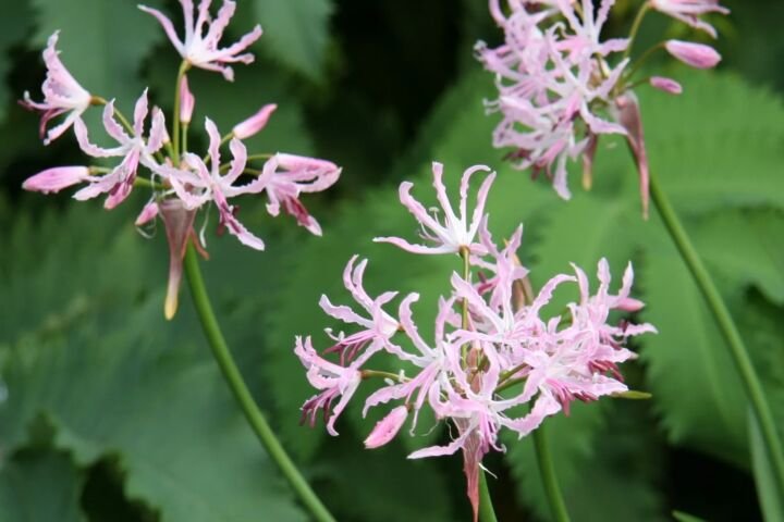 Nerine undulata