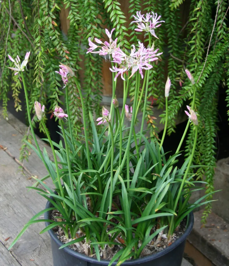 Nerine undulata – v záhrade, fotografia rastliny