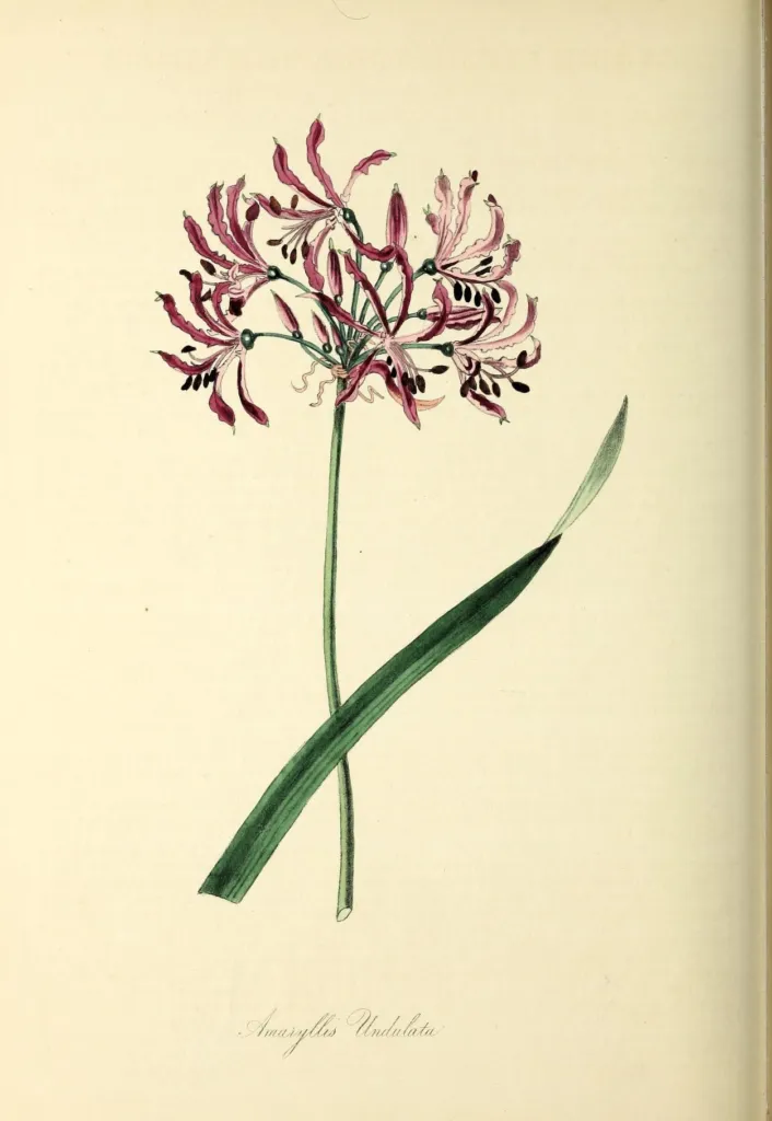 Nerine undulata – typický vzhľad, fotografia rastliny
