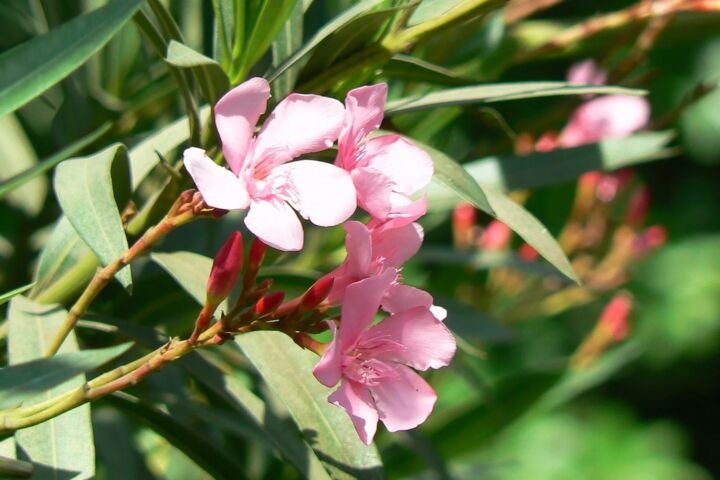 Nerium oleander 'Apple Blossom'