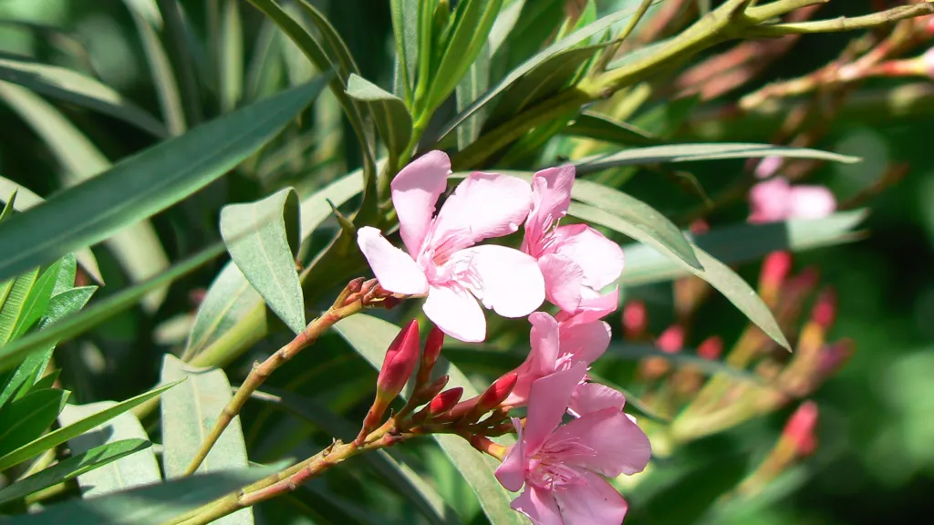 Apple Blossom oleander (Nerium oleander 'Apple Blossom') – flowers in close-up, plant photo