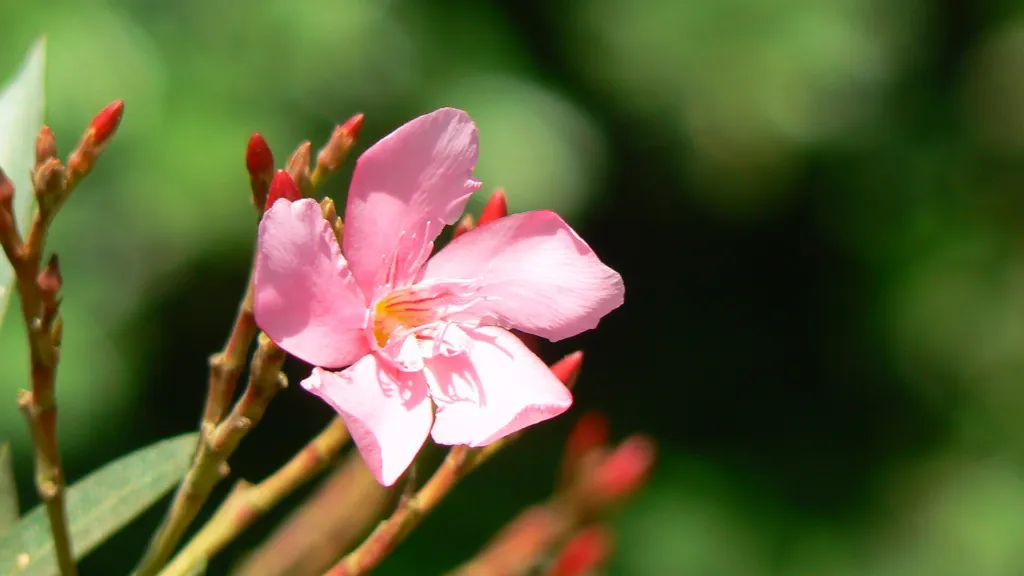 Apple Blossom oleander (Nerium oleander 'Apple Blossom') – flowers in close-up, plant photo