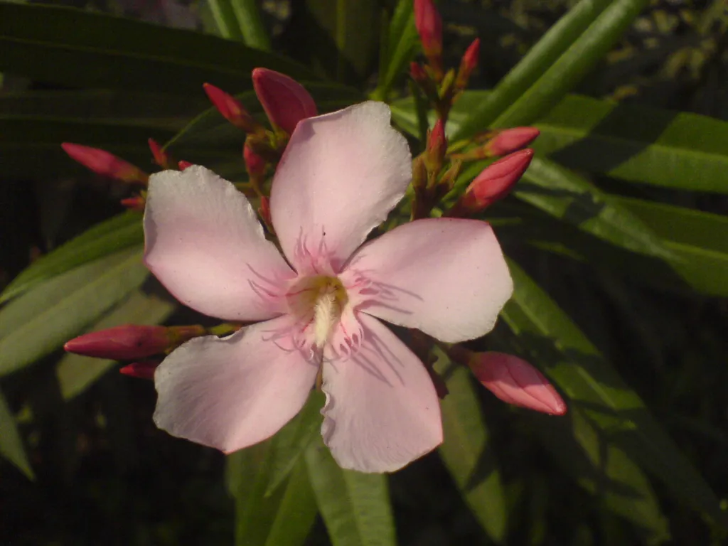 Apple Blossom oleander (Nerium oleander 'Apple Blossom') – flowers in close-up, plant photo
