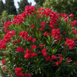 Nerium oleander 'Calypso' – fotografia rastliny