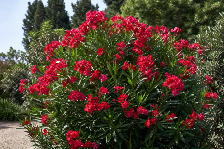 Nerium oleander 'Calypso'