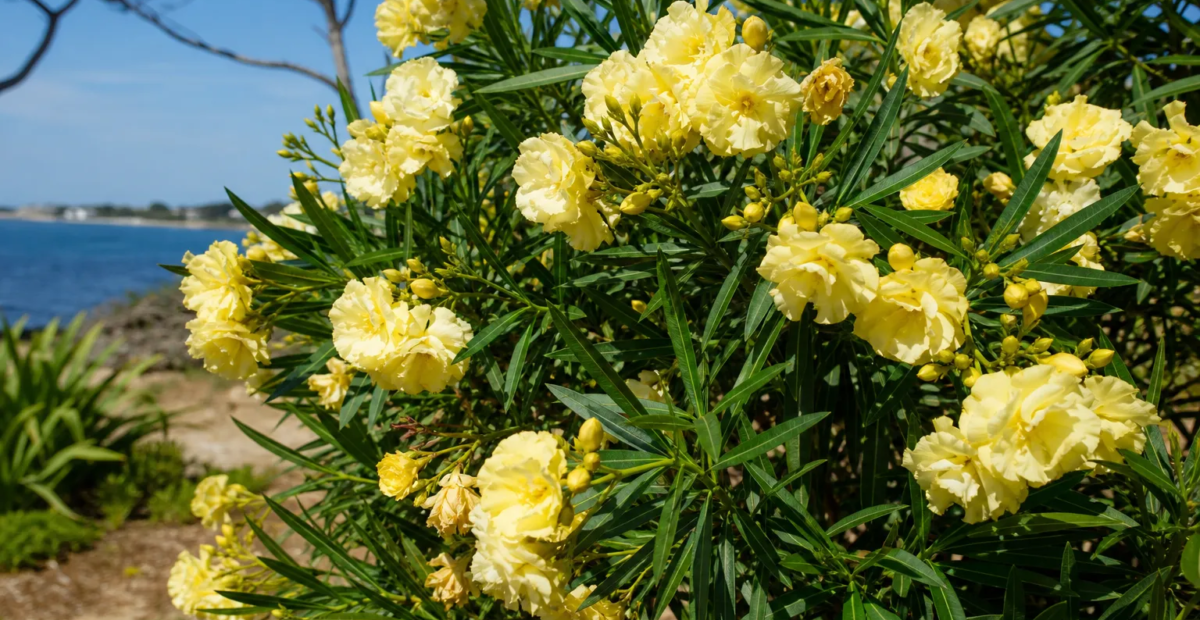 Nerium oleander 'Double Yellow' – plant photo