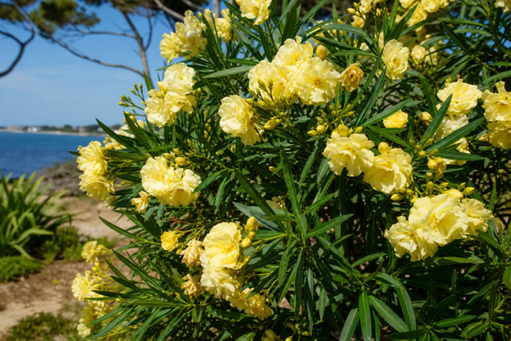 Nerium oleander 'Double Yellow'
