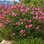 Nerium oleander 'Hardy Pink' – foto della pianta