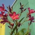 Nerium oleander 'Hardy Red' – fotografia rastliny