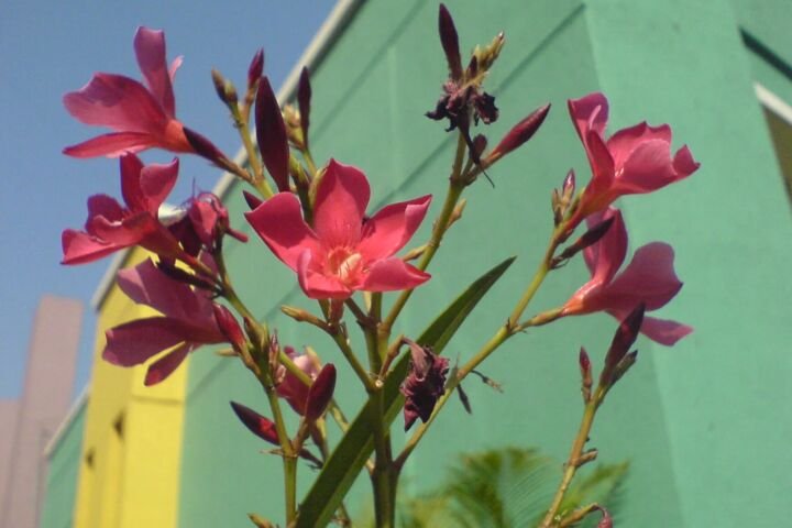 Nerium oleander 'Hardy Red'