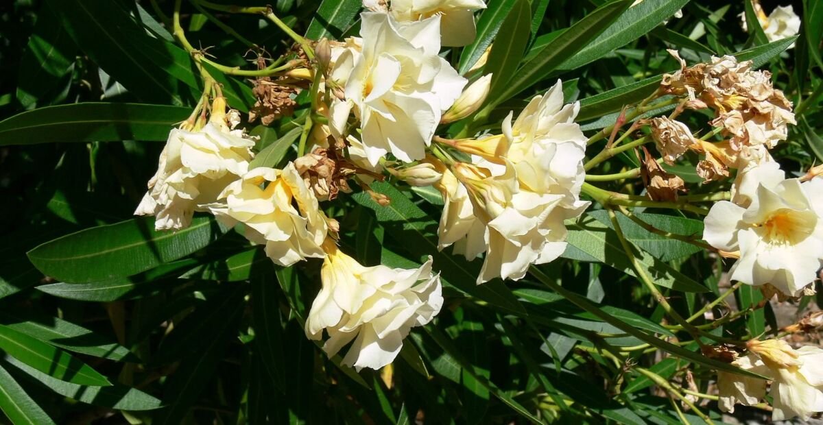 Nerium oleander 'Luteum Plenum' – plant photo