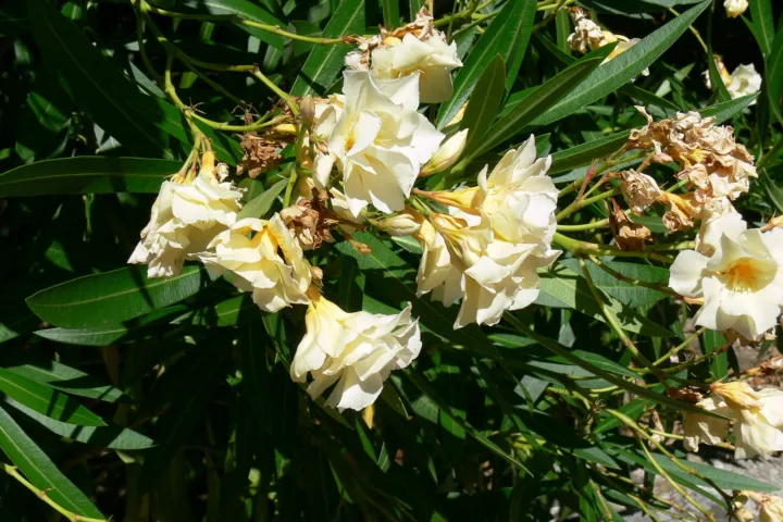 Nerium oleander 'Luteum Plenum'