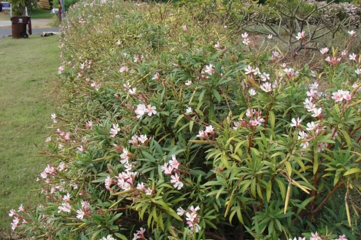 Nerium oleander 'Petite Salmon'
