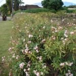 Nerium oleander 'Petite Salmon' – foto della pianta