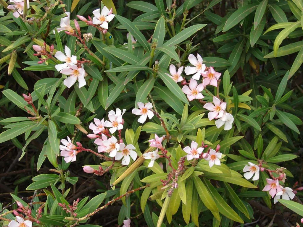 Nerium oleander 'Petite Salmon' – typisches Erscheinungsbild, Pflanzenfoto